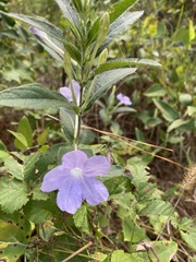 Ruellia humilis