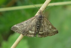 Pyrausta despicata