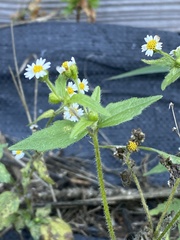 Galinsoga quadriradiata