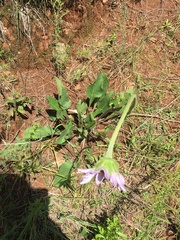 Iostephane heterophylla