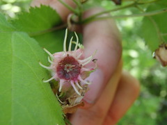Crataegus coccinioides