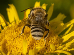 Eutricharaea