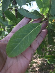 Elaeocarpus decipiens