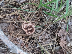Thelephora terrestris