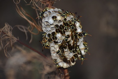 Polistes mongolicus