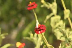 Ascia monuste monuste