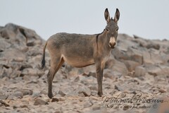 Equus asinus