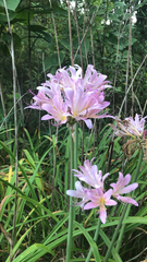 Lycoris squamigera