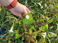 Ipomoea triloba