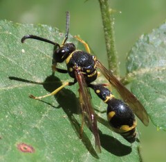 Eumenes
