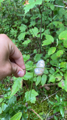 Eriophorum virginicum