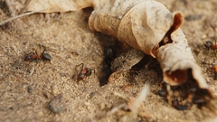 Formica rufa