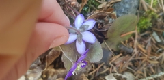 Hepatica nobilis