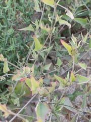 Atriplex portulacoides