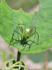 Peucetia viridans