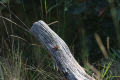 Melanoplus fasciatus