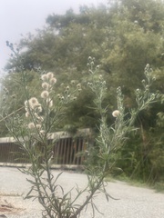 Erigeron bonariensis