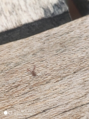 Pseudoscorpiones