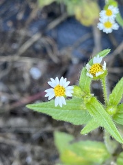 Galinsoga quadriradiata