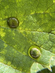 Pachypsylla celtidisumbilicus