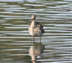 Limosa limosa