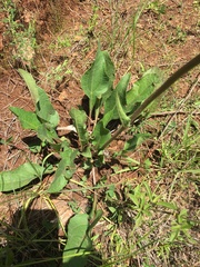 Iostephane heterophylla