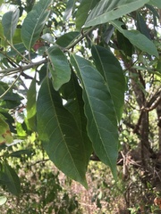 Elaeocarpus decipiens