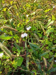 Ipomoea triloba