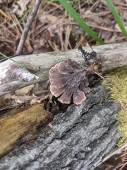 Thelephora terrestris
