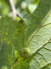Pachypsylla celtidisumbilicus