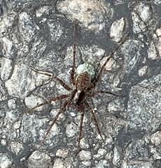Pardosa lugubris