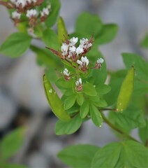 Polanisia dodecandra
