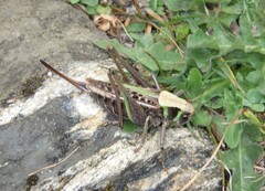 Decticus verrucivorus