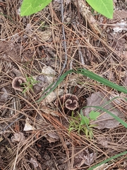 Thelephora terrestris
