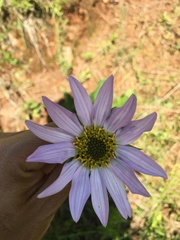 Iostephane heterophylla