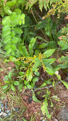 Solidago juncea