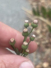 Erigeron bonariensis