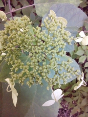 Hydrangea arborescens
