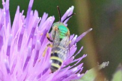 Agapostemon virescens