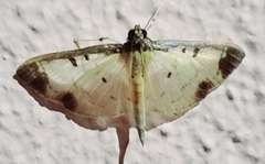 Eulepte