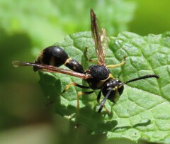 Eumenes
