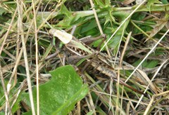 Decticus verrucivorus