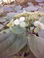 Hydrangea arborescens