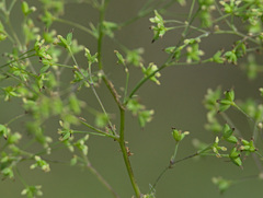 Thalictrum simplex