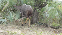 Tragelaphus angasii
