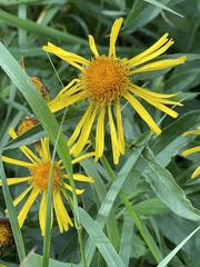 Pentanema salicinum