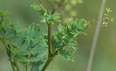 Thalictrum simplex