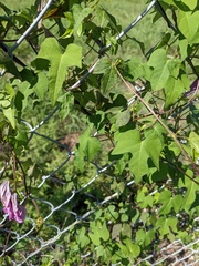 Ipomoea cordatotriloba