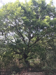 Elaeocarpus decipiens