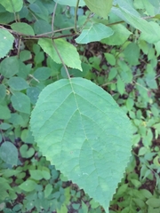 Hydrangea arborescens